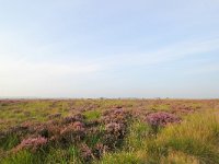 NL, Drenthe, Noordenveld, Fochteloerveen 2, Saxifraga-Bart Vastenhouw